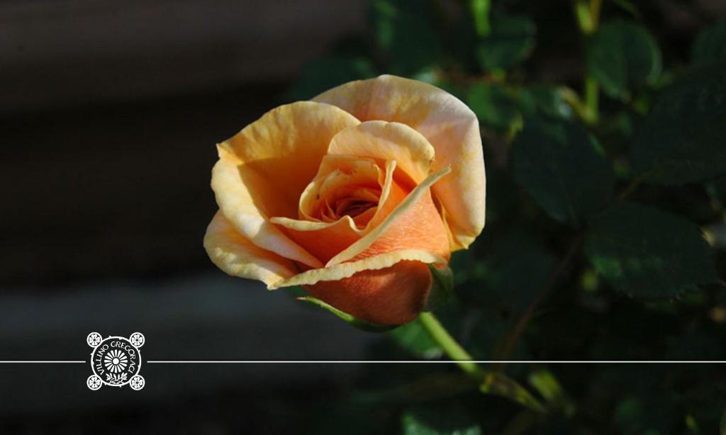 Villino Gregoraci Relais Bed & Breakfast Santa Marinella Room photo